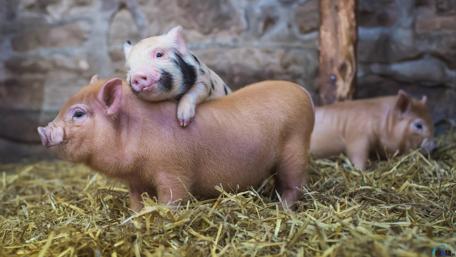 Adorable Piglets Enjoying Their Cozy Space wallpaper