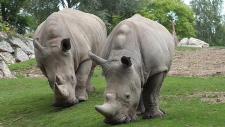 Majestic Rhinos in Their Habitat wallpaper