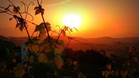 Golden Sunset Over Vineyards wallpaper