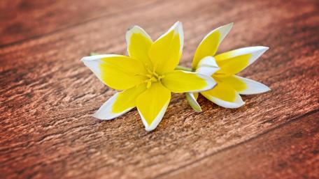 Vibrant Yellow Flowers on Wooden Surface wallpaper