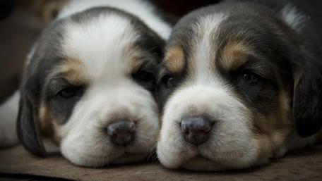 Adorable Puppy Duo Resting Peacefully wallpaper