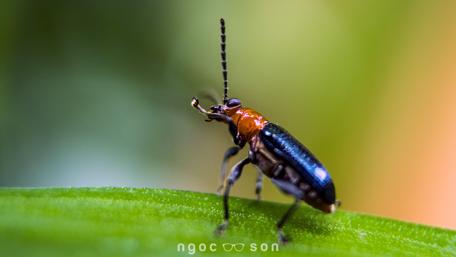 Intricate Details of a Beetle in Nature's Embrace wallpaper