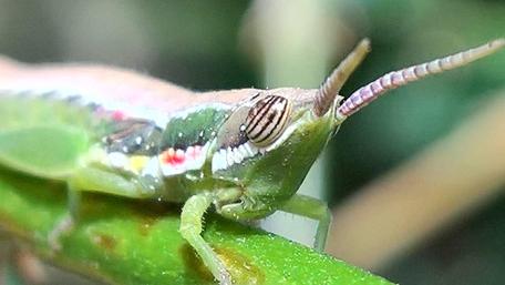 Vibrant Close-Up of a Grasshopper wallpaper