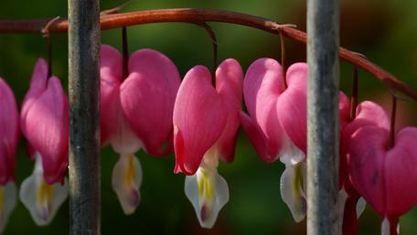 Delicate Pink Flowers Behind Iron Bars wallpaper