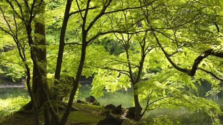 Serene Summer Oasis in the Forest wallpaper