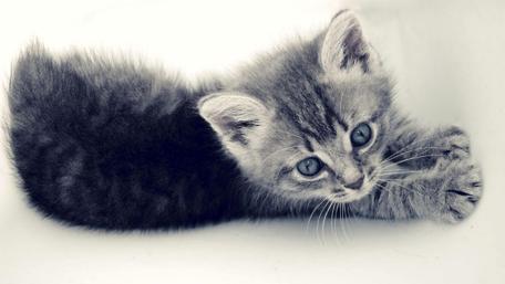 Charming Gray Kitten Portrait wallpaper