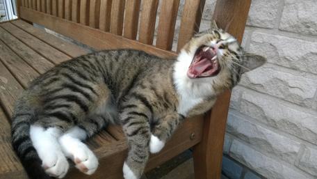 Lazy Cat Yawning on a Bench wallpaper
