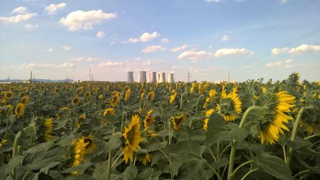 Radiant Sunflower Field Under a Blue Sky wallpaper