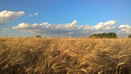 Golden Wheat Field Under a Vibrant Sky wallpaper