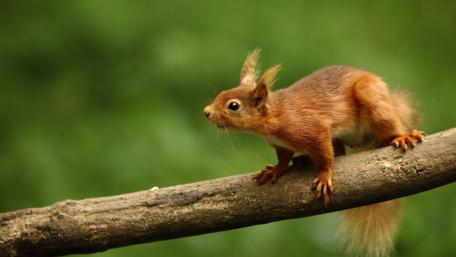 Curious Squirrel on a Branch wallpaper