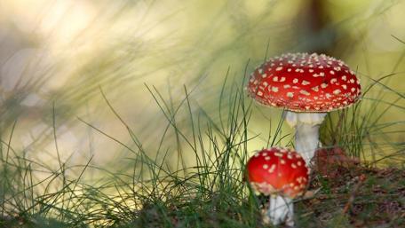 Vibrant Mushrooms in a Serene Forest Setting wallpaper