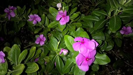 Vibrant Pink Blossoms in a Lush Green Background wallpaper