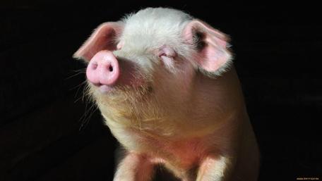 Playful Pig Amidst Natural Light wallpaper