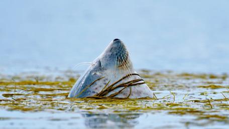 Adorable Seal Peeking Above the Water Surface wallpaper