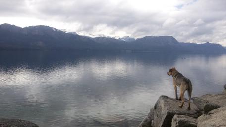 Serene Dog by the Lake in Patagonia wallpaper