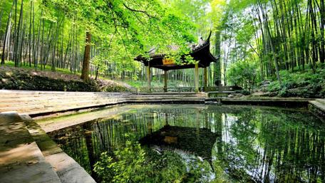 Serene Bamboo Grove Reflection Artfulness wallpaper