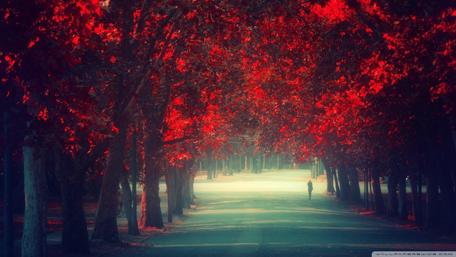 Vibrant Red Nature Pathway wallpaper
