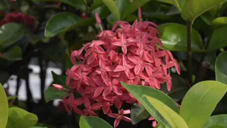 Vibrant Pink Blossoms Surrounded by Greenery wallpaper