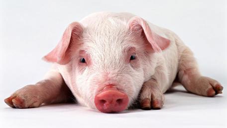 Cute Piglet Relaxing in Adorable Pose wallpaper