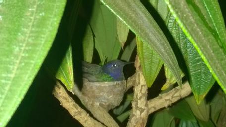 Colorful Bird Nestled Among Lush Leaves wallpaper