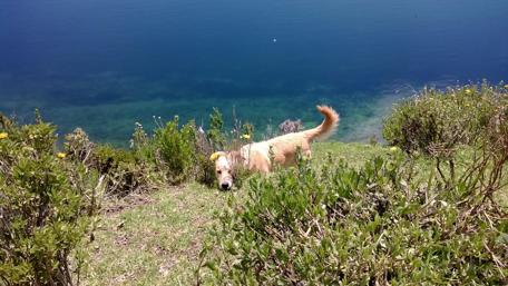 Golden Retriever by Tranquil Waters wallpaper