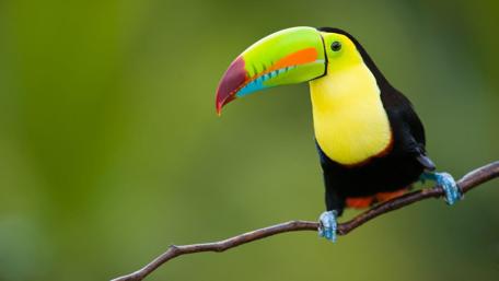 Colorful Toucan Perched in Lush Greenery wallpaper