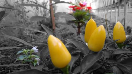 Vibrant Yellow Blooms Amidst a Soft Background wallpaper