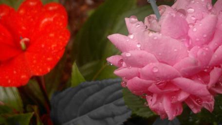 Vibrant Blossoms with Morning Dew wallpaper