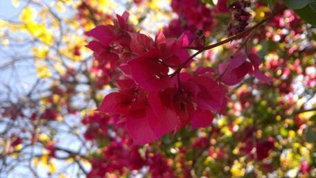 Vibrant Bougainvillea Blossoms in Blooming Colors wallpaper