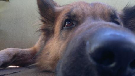 Furry Friend Up Close wallpaper