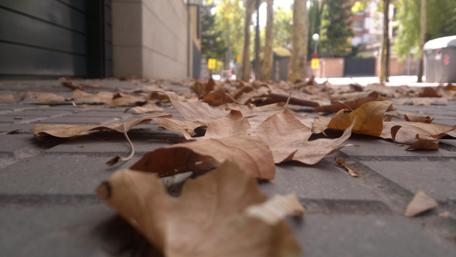 Fallen Leaves on Urban Pathway wallpaper