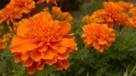 Vibrant Orange Marigolds in Bloom wallpaper