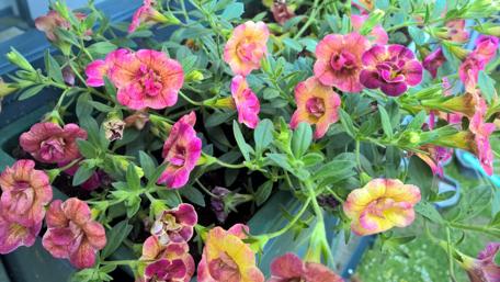 Vibrant Blooms in Full Colorful Glory wallpaper