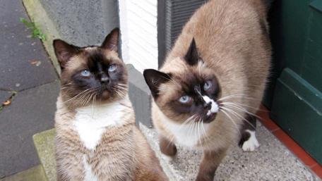 Siamese Cats with Stunning Blue Eyes wallpaper