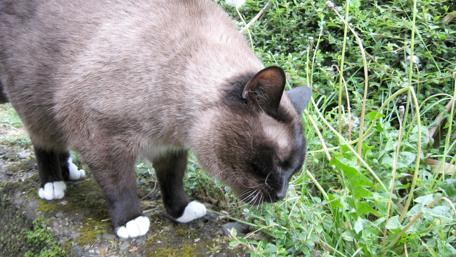 Charming Siamese Cat Exploring Nature wallpaper