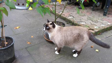 Siamese Cat Exploring the Garden wallpaper