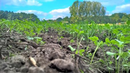 Lush Green Growth Under A Vast Blue Sky wallpaper