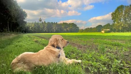 Golden Retriever Enjoying Nature's Calmness in the Countryside wallpaper