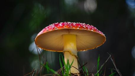 Vibrant Red Mushroom Against a Natural Backdrop wallpaper