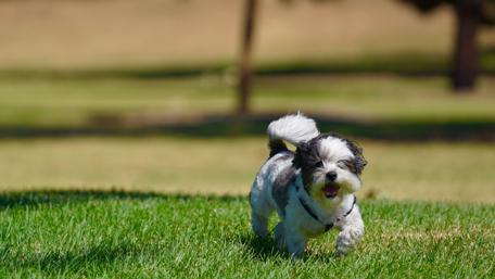 Playful Pup in a Lush Green Field wallpaper