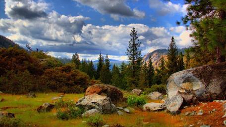 Forest Serenity Among Towering Pines and Rolling Clouds wallpaper