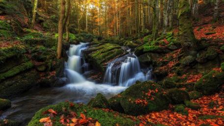 Autumn Serenity in Nature's Embrace wallpaper