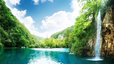 Tranquil Oasis Amidst Towering Trees wallpaper