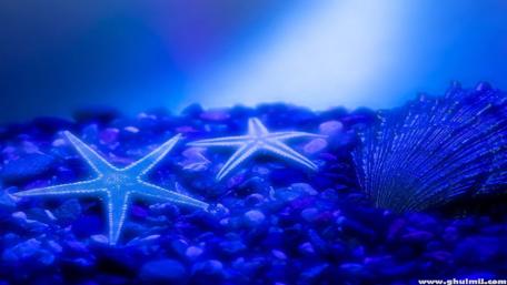 Oceanic Serenity with Starfish and Shells wallpaper