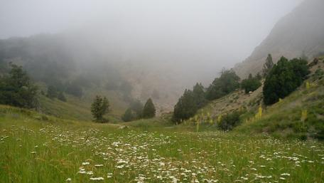 Serene Foggy Meadow in Semnan, Iran wallpaper