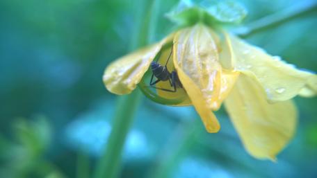 Delicate Beauty of Nature in Focus wallpaper