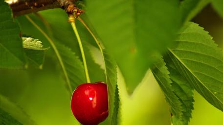 Vibrant Cherry Among Lush Green Leaves wallpaper