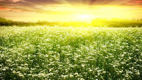 Golden Sunrise Over Flowering Meadow wallpaper