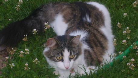 Charming Cat in a Flowered Field wallpaper