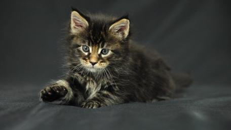 Fuzzy Kitten Relaxing on a Dark Surface wallpaper